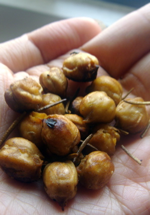 RoastedChickpea12
