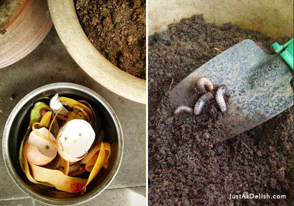 How To Start an Edible Garden in The Apartment
