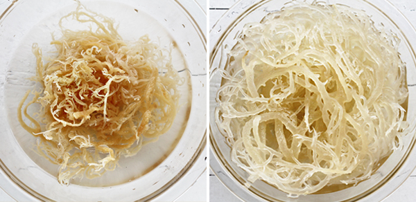 Euchema Coral Seaweed Kerabu